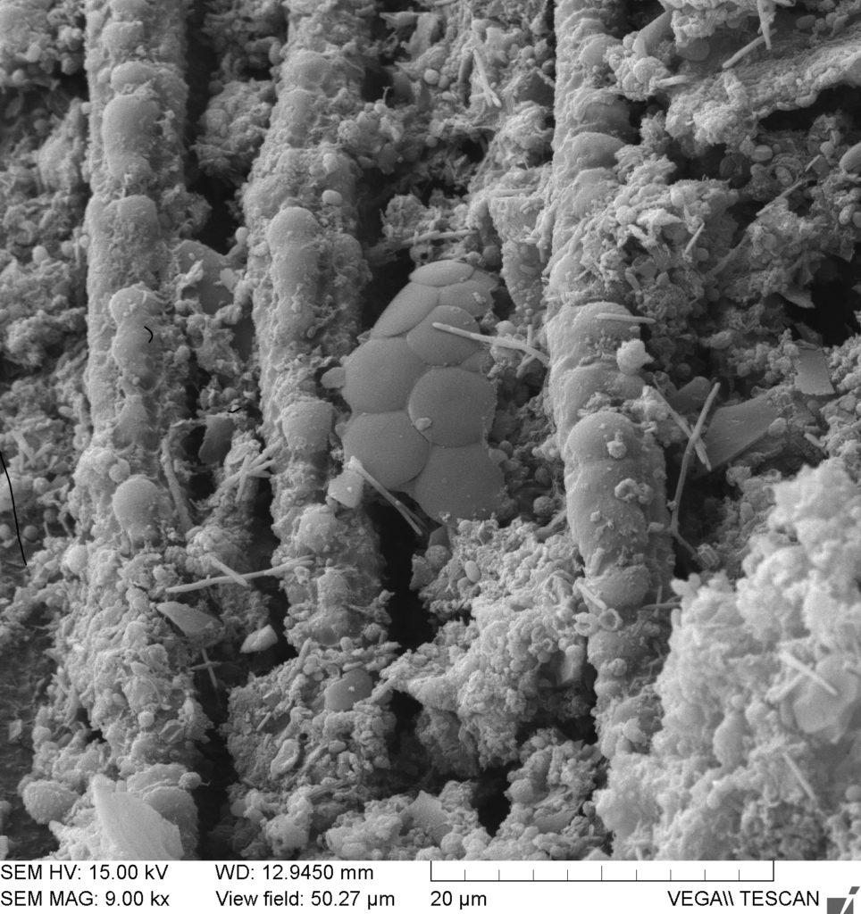 Biochar Humus Composite - SEM Example 1